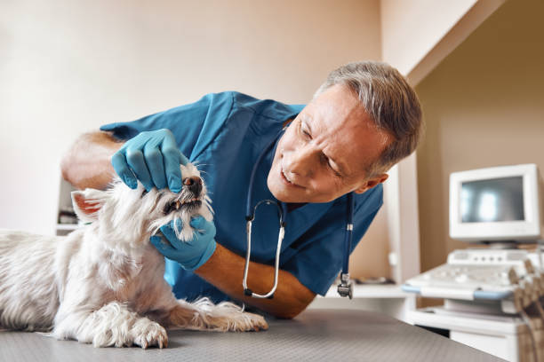 Best Same-Day Emergency Dentist in Wickerham Manor Fisher, PA